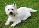 westie.jpg