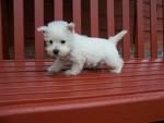 westie3.jpg