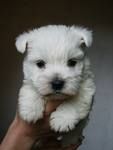 westie35.jpg